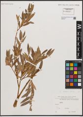 Foto von Salix blakii Goerz